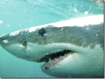 SA - Shark cage diving 181