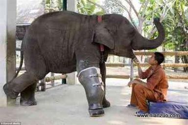 可怜的小动物们 大象有了假肢多高兴啊,大象