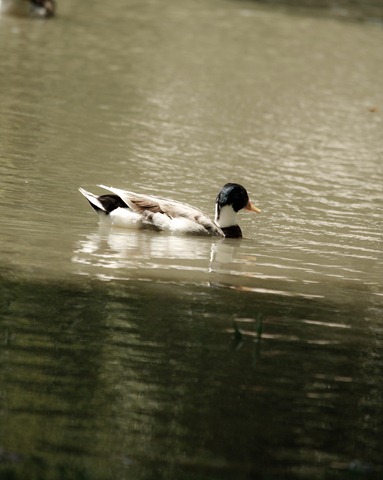 [duck[2].jpg]