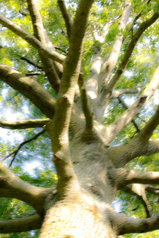 [tree[4].jpg]