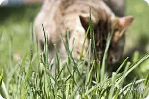 catsimg_0051