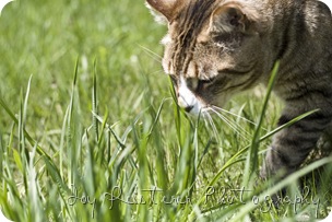 catsimg_0049