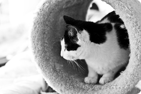 catsimg_0112