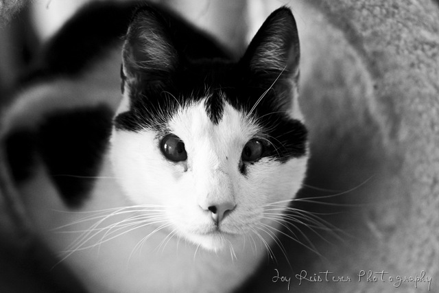[catsimg_0108[7].jpg]
