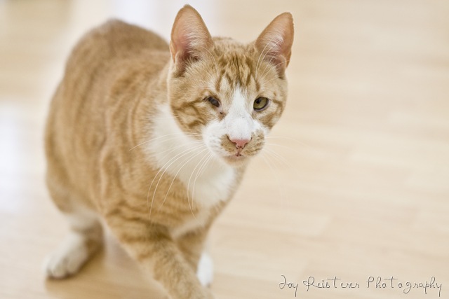 [catsimg_0009[10].jpg]