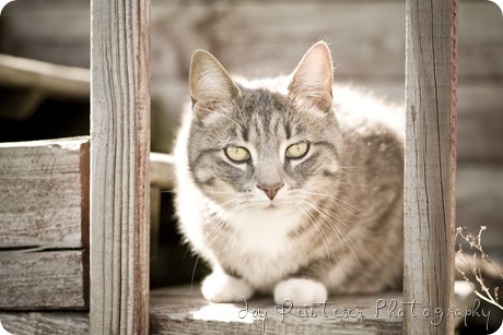 catsimg_0122