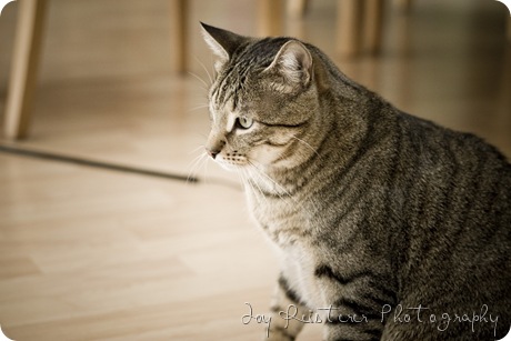 catsimg_0148