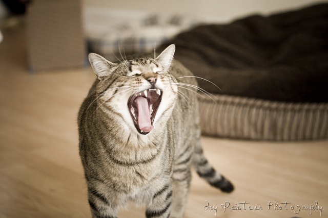 [catsimg_0098[8].jpg]