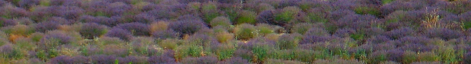 [lavanda3[3].jpg]