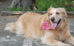 黃金獵犬momo