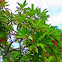 red plumeria