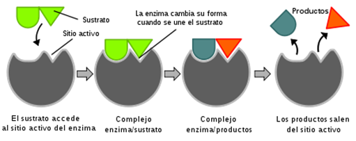 450px-Induced_fit_diagram_es.svg