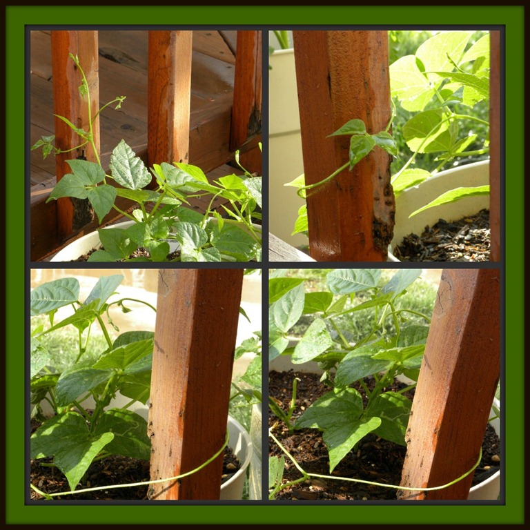 [Bean Plant[3].jpg]