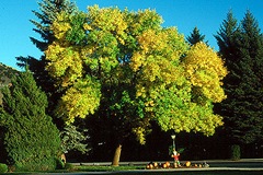 Green-Ash