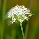 Texas Wildflower