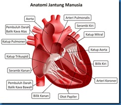Anatomi Jantung (1)
