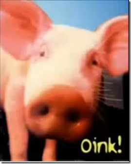 Porco OINK