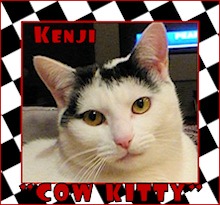 Cow Kitty Club