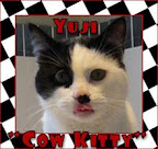 Cow Kitty Club