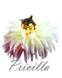 livestrong-pricilla