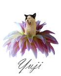 yuji-signature