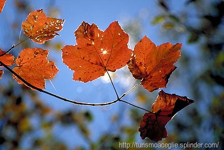 [foglie_autunno[8].jpg]
