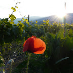 Tavernaro Surroundings