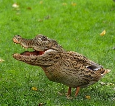 duck_alligator_photoshop_funny