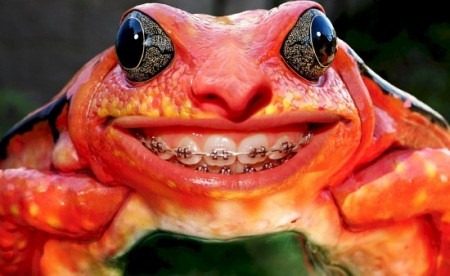 [Miscellaneous-Images-cute-art-funny-photoshop-strange-movies-people-weird-buildings-interesting-Superheroes-Misc-gems-agate-smiling-frog_large-450x276[4].jpg]