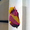 Rosy Maple Moth