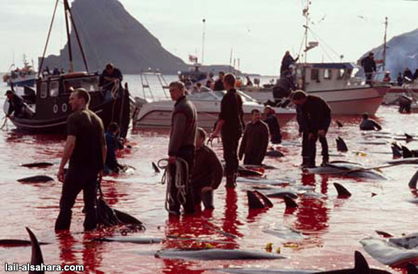 Golfinhos Calderon massacrados todos os anos