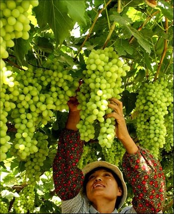 [grape[5].jpg]