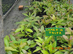 ECOAN nursury, Lake Pomacochas, Peru.