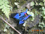 Butterflies are abumdant in the forested areas of Peru. Catarata Gocta, Peru