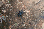Tarantula on the road, Maranon Valley, Peru