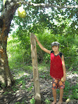 A jaca hanging impossibly from a tree, the Marimbus, Chapada Diamantina, Brazil