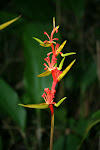 Beautiful flower Caraiva, Brazil