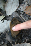 A bat fell out of the bark of the cork trees and played dead,  Ain Draham, Tunisia
