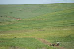 On the road from Ain Draham to Bula Regia, Tunisia