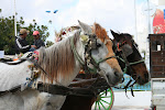 Horse cart, Nabeul, Tunisia