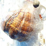 Statiunea Mamaia Melc de Mare Iarna Ianuarie 2010 5.JPG
