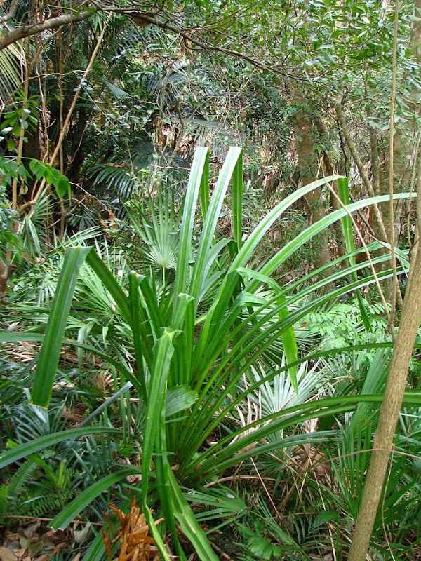 Pandanus_furcatusII.jpg