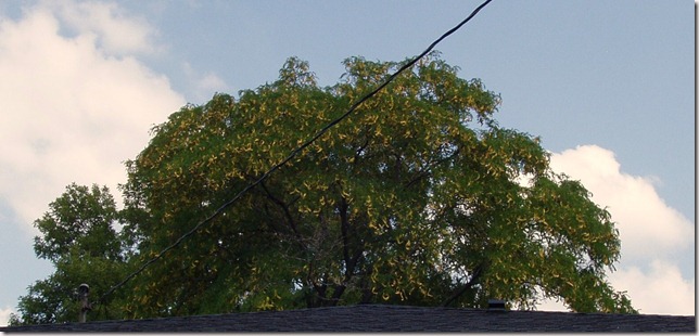 honey locust bean tree