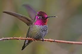 [anna's hummingbird[2].jpg]