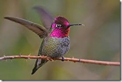 anna's hummingbird