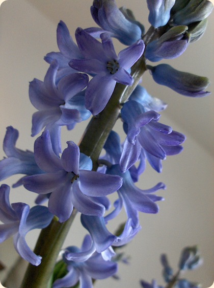 Blå hyacint