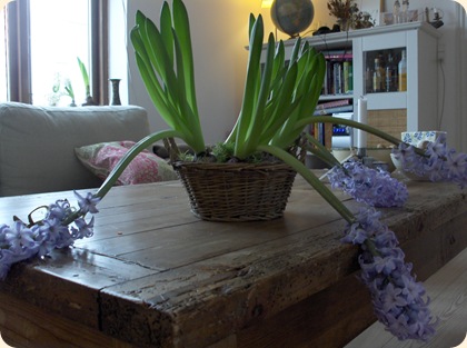 Trætte hyacinter