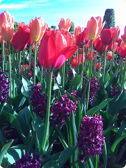 Tulipaner og hyacinter