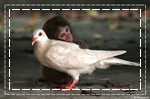 นกกับลิง
