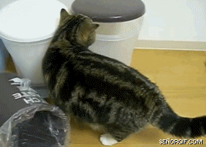 Como fazer um gato entrar dentro de um copo